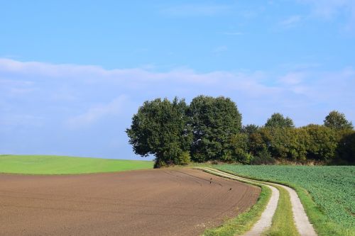 landscape trees nature