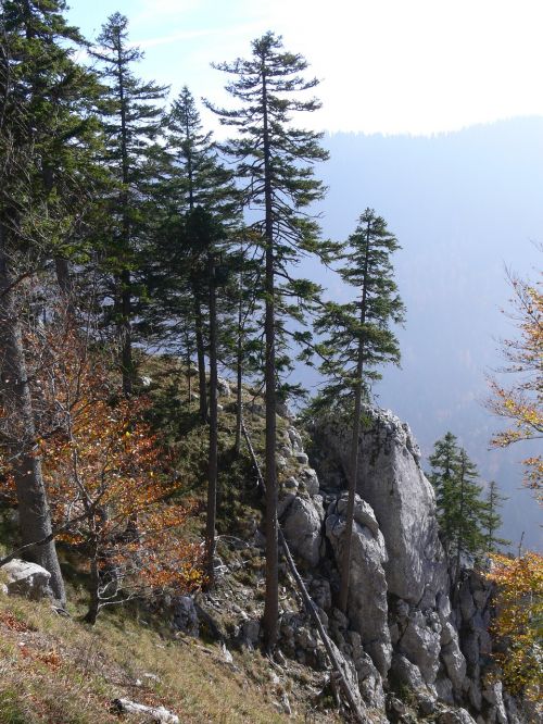 landscape fir mountain
