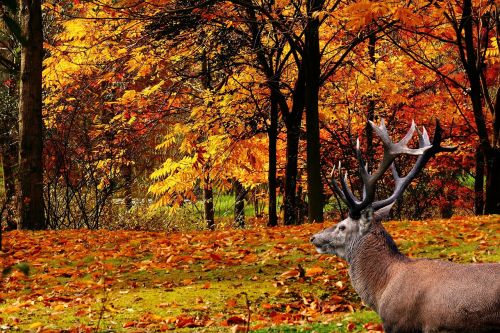 landscape forest hirsch