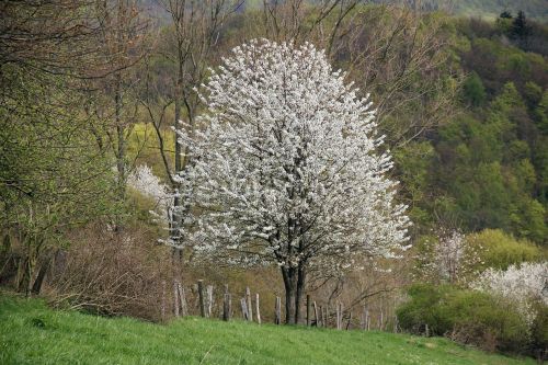 landscape tree fruit tree