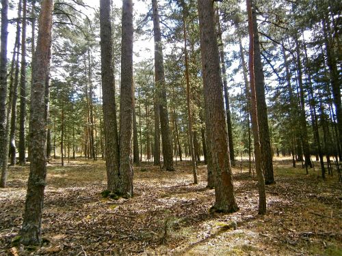 landscape forest pine