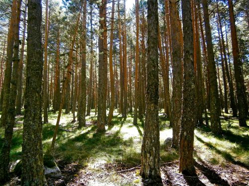 landscape forest pine