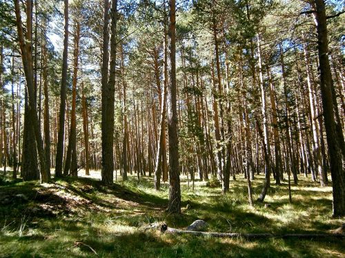 landscape forest pine