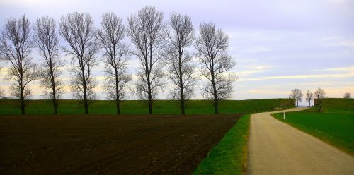 landscape trees field