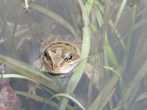 landscape animal frog