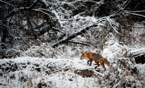 landscape fox animal