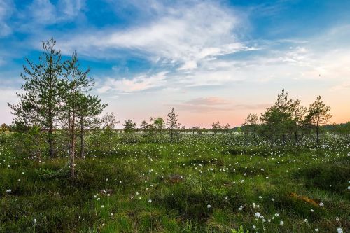 landscape scenic meadow