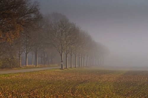 landscape fog nature
