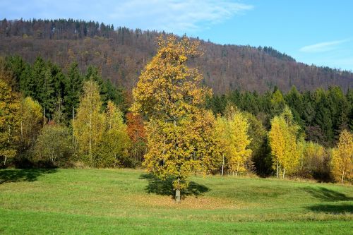 landscape autumn tree