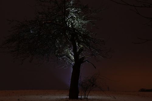 landscape tree winter