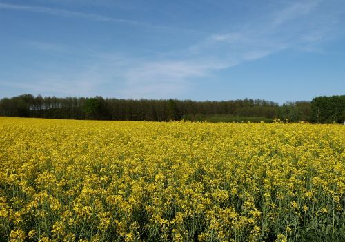 landscape wildflowers field