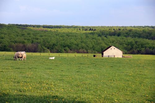 landscape animal pasture