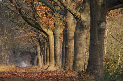 landscape plant forest