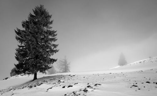 landscape tree nature