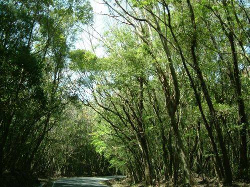 landscape woods forest