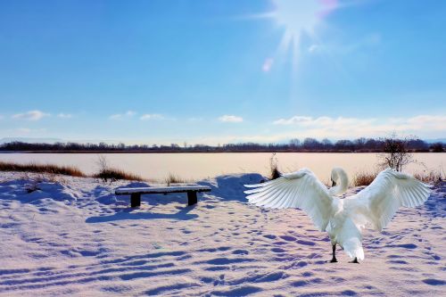 landscape winter lake