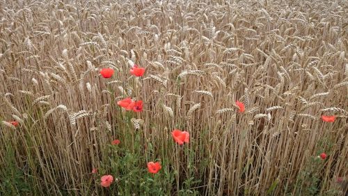 landscape poppy lonely