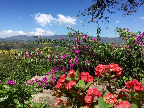 landscape flowers sky