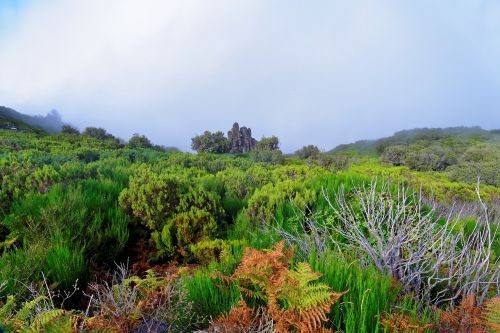 landscape madeira highlands