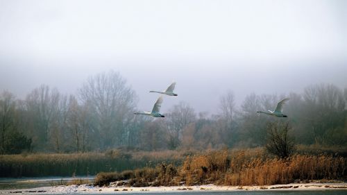 landscape winter swans