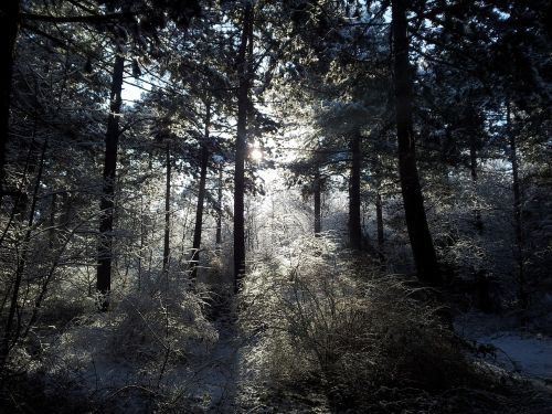 landscape trees snow