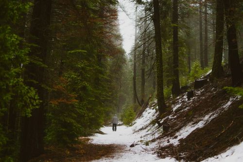 landscape winter forest