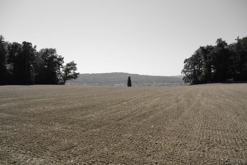 landscape field nature