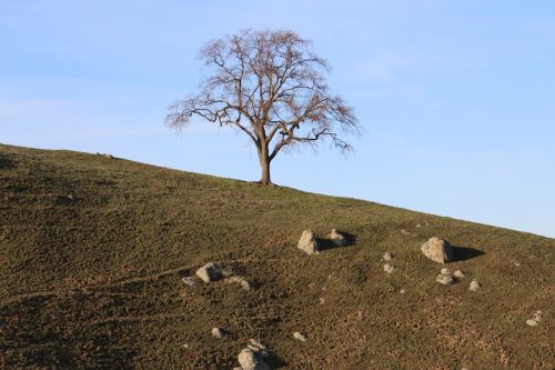 landscape outdoors tree