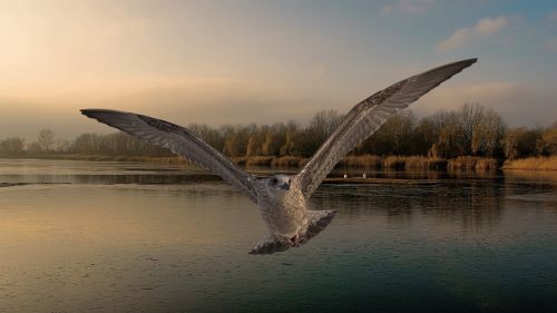 landscape lake bird