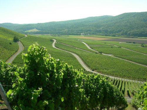 landscape vineyard wine
