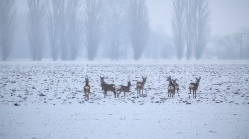 landscape winter fog