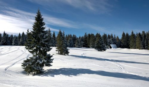 landscape winter forest