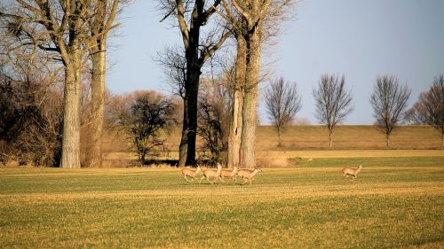 landscape trees deer