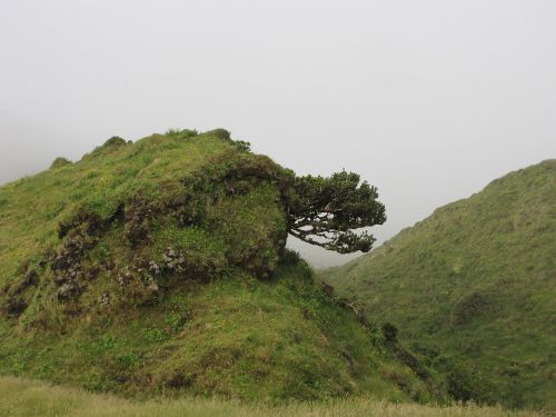 landscape fog green