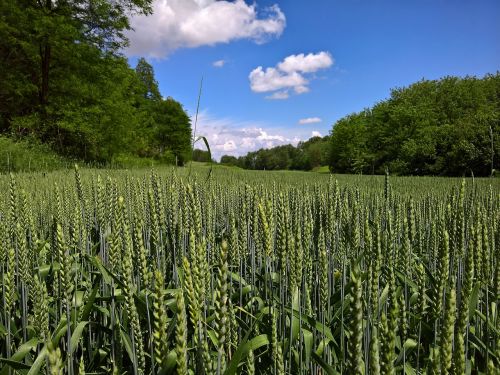 landscape wheat in spring sky