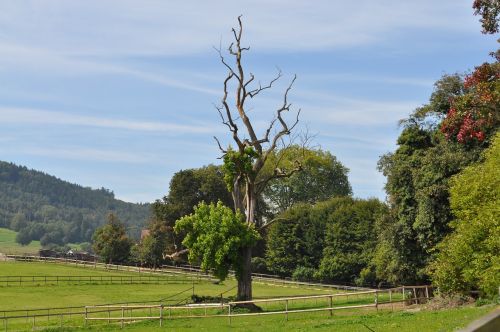 landscape green meadow