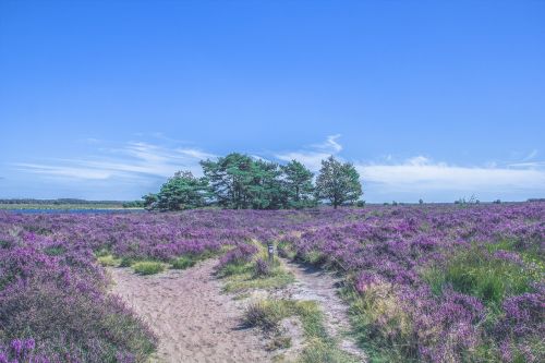 landscape purple trees