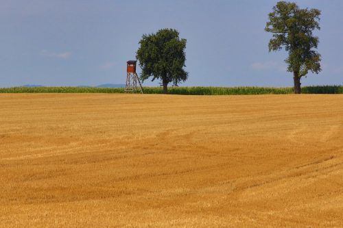 landscape cornfield nature