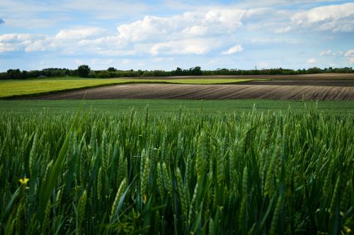 landscape wheat field green