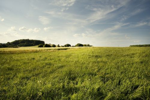 landscape field grass