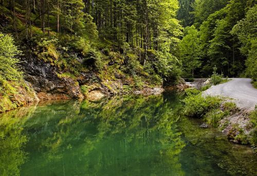 landscape trees green