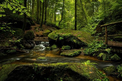 landscape forest spring