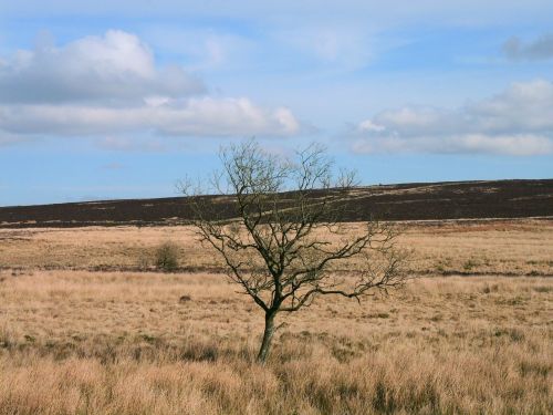 landscape tree sky