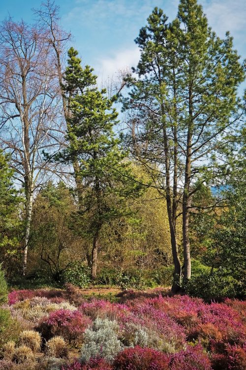 landscape spring heide