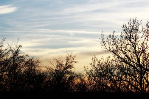 landscape trees silhouette