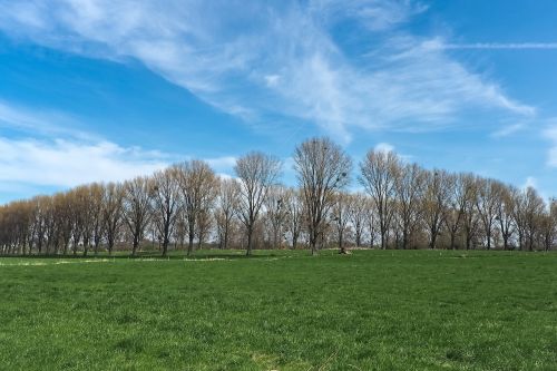 landscape meadowlands trees