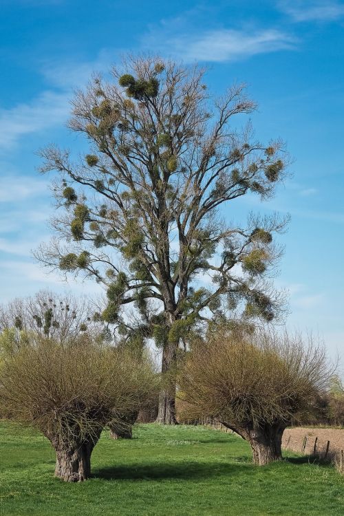 landscape meadowlands trees