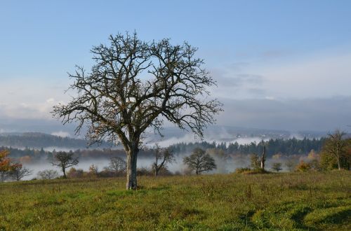 landscape fog trees