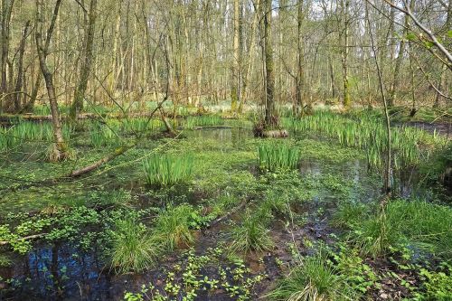 landscape swamp marsh