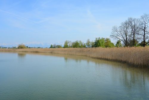 landscape reed bank